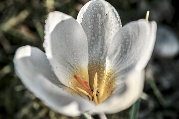 Macro of Crocus white 'Jeanne d'Arc' with dew drops