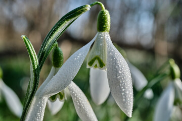 snowdrop in the morning sun with dew drops