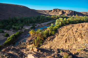 Fototapeta na wymiar River in the oasis in the central Morocco. Palm plant along river
