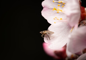Small fly resting on a flower petal