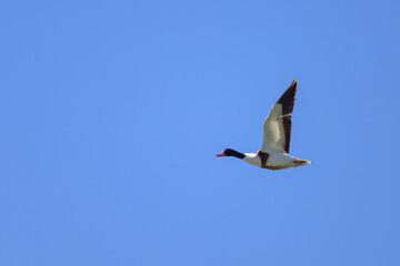 A Common Shelduck flying on a sunny day