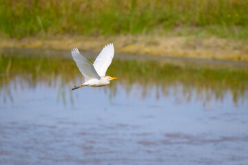 A Western Cattle Egret flying on a sunny day