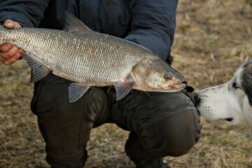 Fisherman holding a freshly caught Aral Asp - Leuciscus aspius. Siberiann husky dog looking and...