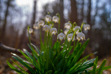 Leucojum vernum (spring snowflake) in spring forest, Czech republic, Europe