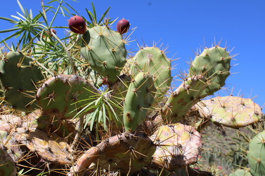 tunera