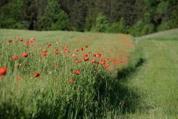 rote Klatschmohnblüten im Getreidefeld