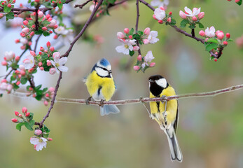 two birds tit and azure are sitting in a sunny spring garden on an apple tree branch with pink...
