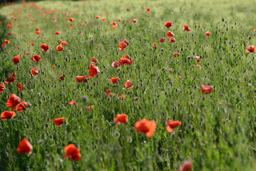 rote Klatschmohnblüten im Getreidefeld