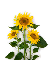 Yellow flowers sunflower ( Helianthus annuus ) with leaves on white background with space for text. Top view, flat lay