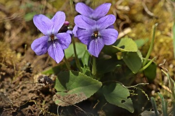 Duftveilchen (Viola odorata)
