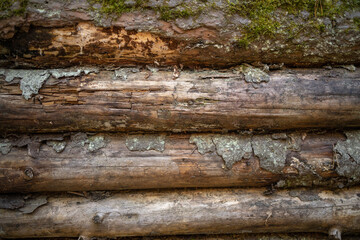 Photo of the inner wall of the dugout made of wood.A wooden wall made of logs in a forest trench.