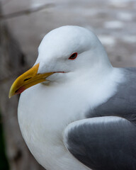 Portrait of a large Waterfowl. Sea gull with yellow glue and red eyelids in their natural habitat. High quality vertical photo