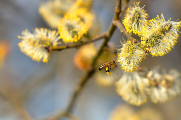 A bee collects nectar from a willow - springtime