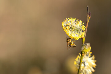 A bee collects nectar from a willow - springtime
