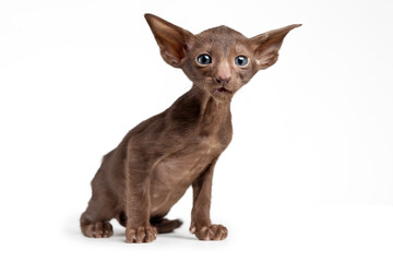 Funny kitten of oriental cat breed of solid chocolate brown color isolated on white background. Kitten is in stress.