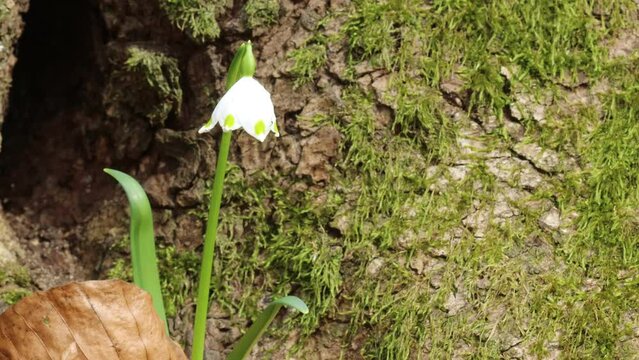 Bl&uuml;hender M&auml;rzenbecher (Leucojum vernum) im Wald