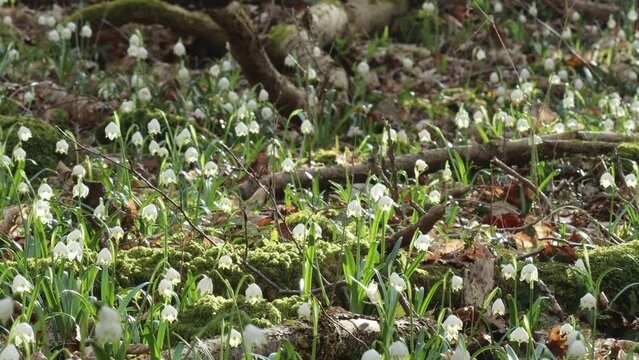 Bl&uuml;hende M&auml;rzenbecher (Leucojum vernum) im Wald