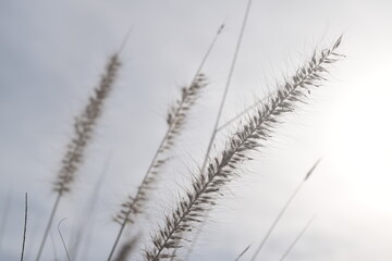 reeds in the wind