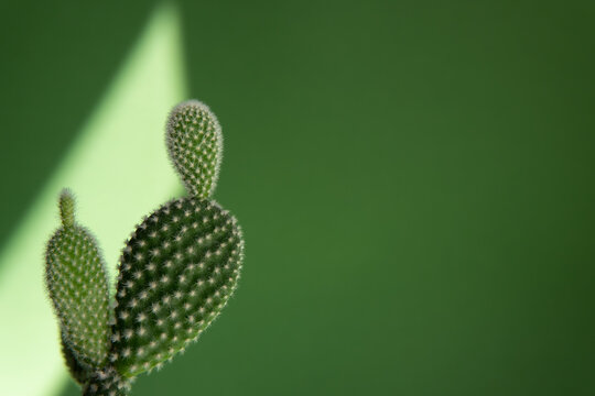 cactus close-up on a green background.