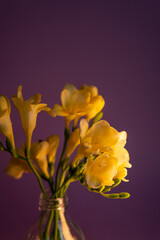 bouquet of yellow tulips in vase. floral background