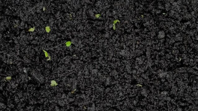 Fresh microgreens arugula, rucola sprouts growing: close up top view, macro, timelapse. Spring, natural, raw, growth, healthy food, germination and time lapse concept