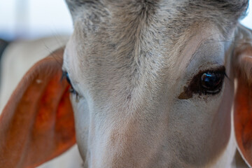 Close up portrait of an Indian cow.