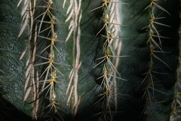 green succulent close-up, sustainable development concept, desert cactus parts, cactus needles,...