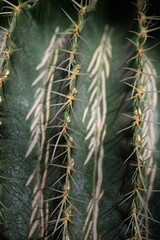 green succulent close-up, sustainable development concept, desert cactus parts, cactus needles, succulent needles close-up, green texutra succulent