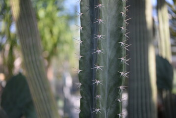 green succulent close-up, sustainable development concept, desert cactus parts, cactus needles, succulent needles close-up, green texutra succulent