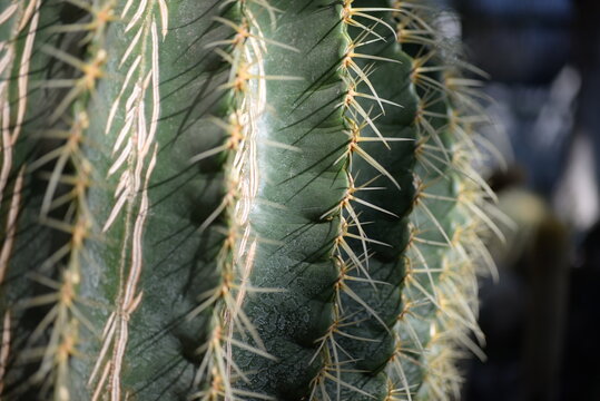 cactus texture, cactus needles close-up, cactus lines close-up, macro succulent needles close-up, green texutra succulent