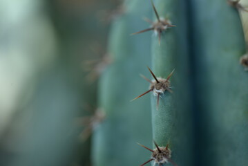 green succulent close-up, sustainable development concept, desert cactus parts, cactus needles, succulent needles close-up, green texutra succulent