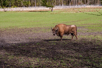 Brown Bison standing on the meadow and looking at camera, forest in the background, Safari Park Englischer Garten Eulbach, Germany