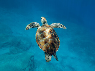 Green sea turtle Chelonia mydas
