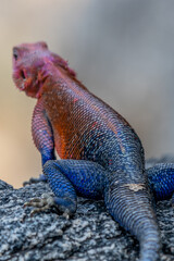 lizard basking in the sun in serengeti national park