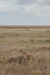 Naklejka premium Wild cheetah in serengeti national park