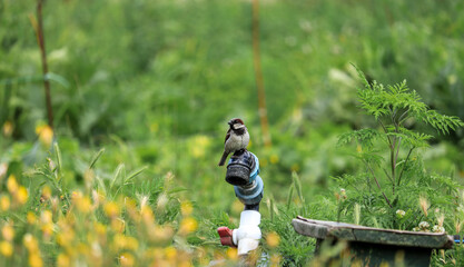 sparrow sitting on a crane