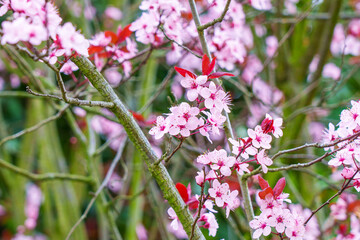 Pink flowers of cherry plum tree