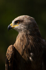 red tailed hawk