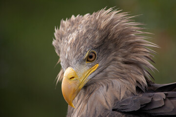 american bald eagle