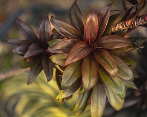 Dracena de Madagascar (Dracaena Marginata)