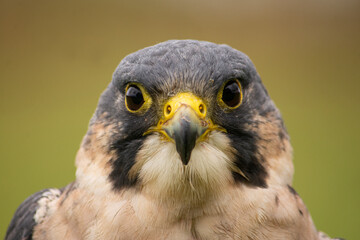 Falcon