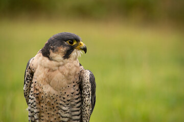 Falcon