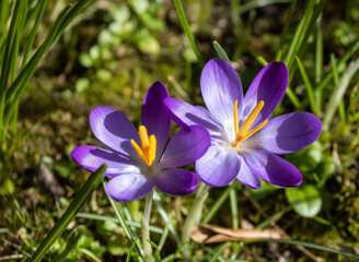 Crocus tommasinianus 01