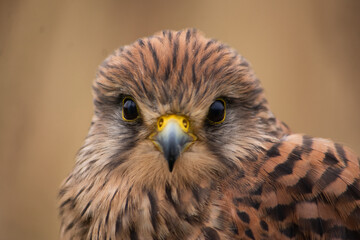 Kestrel