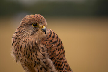 Kestrel
