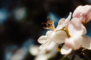 Spring in nature, blooming flowers, apple blossoms, bee collects honey nectar