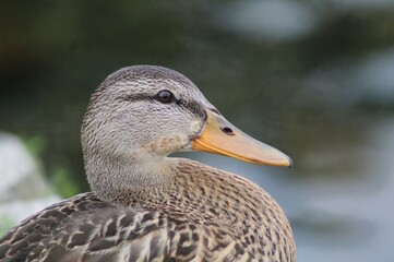 Female mallard duck 