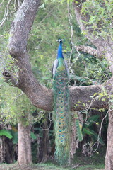 Obraz premium peacock in a tree