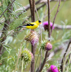 A Goldfinch in a mixed habitat setting eating cascading thistle seeds from a mature thistle plant.