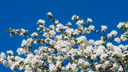 Flowering trees with white buds in spring